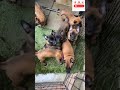 K9 worriers #k9 #shortsfeed #dog #shorts