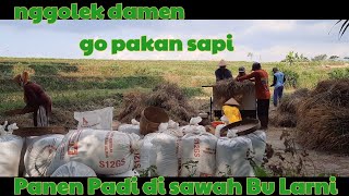 Ngarit Pari | Bu Larni Panen Padi