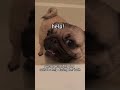 Fun dog moments, that you can enjoy. 😂