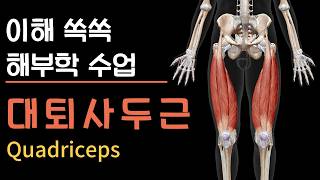 이해 쏙쏙 해부학|대퇴사두근(Quadriceps) + ACL + 필라테스 실습
