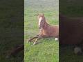 A foal 🐎 lies on the grass on a May day / Жеребёнок 🐴 лежит на траве майским днём #horse #foal