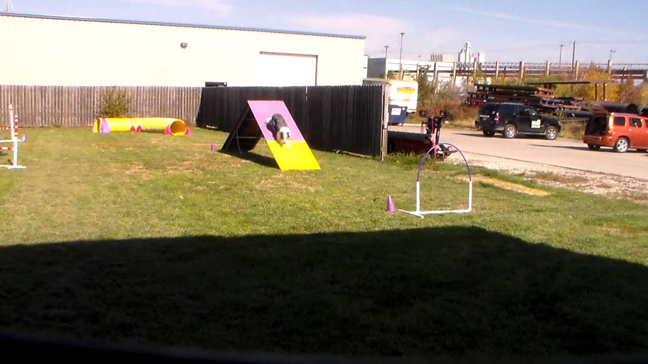 Trip novice chances 16 skilled NADAC Video Trial october 26 2014 Lincoln, NE 015