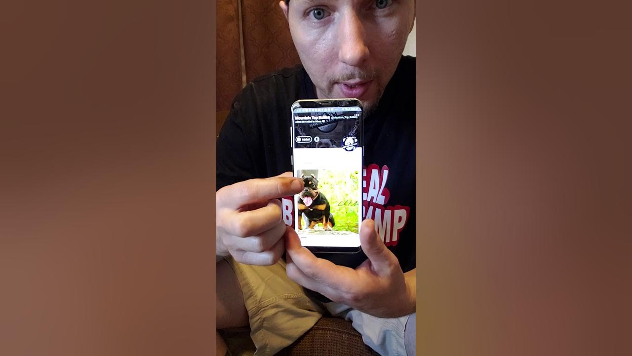 Bully pedex the app YouTube