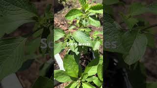 Scent leaf, Ocimum gratissimum, clove basil, African basil, #basil #scentleaf #holybasil