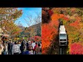 Hwadam Forest | Famous Fall Foliage Places In Korea | Walking Tour with Ambience Sounds 4K HDR