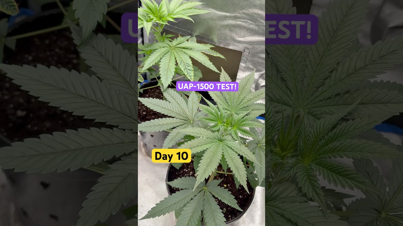 Day 10- UAP-1500 TEST! (ELUFAH)