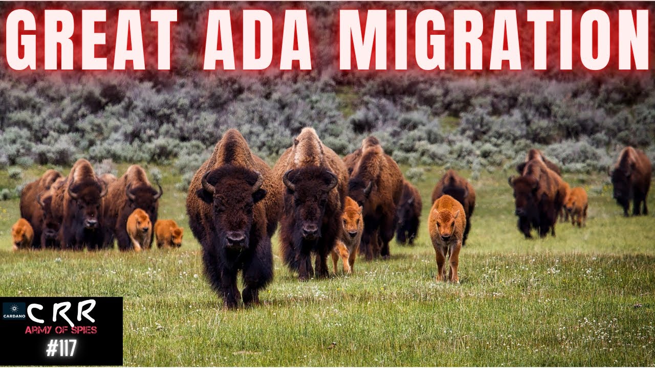 The Great Cardano (ADA) Migration | Cardano Rumor Rundown #117