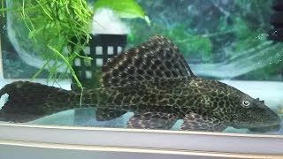 What to feed Pleco fish? Do Plecos need to be fed?