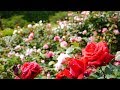 薔薇園 (2017.05.18) の動画、YouTube動画。