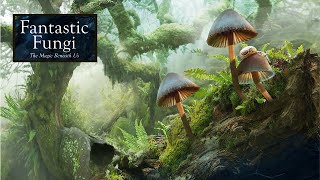 FANTASTIC FUNGI Official UK Trailer (2020) The Magic Of Mushrooms