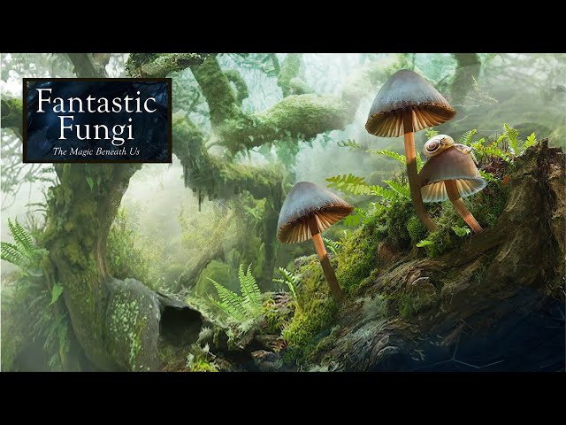 The Fascinating World of Mushrooms: Nature's Fungi Marvels - MUIH