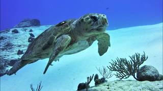 Encounter With a Loggerhead