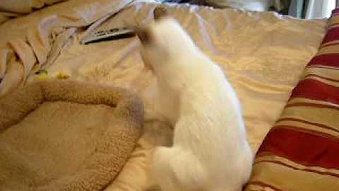 Watch the video about Adorable Siamese Kitten is attacked by monster pillow!