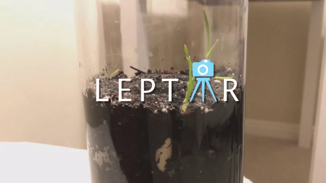 Growing Garlic Time-Lapse