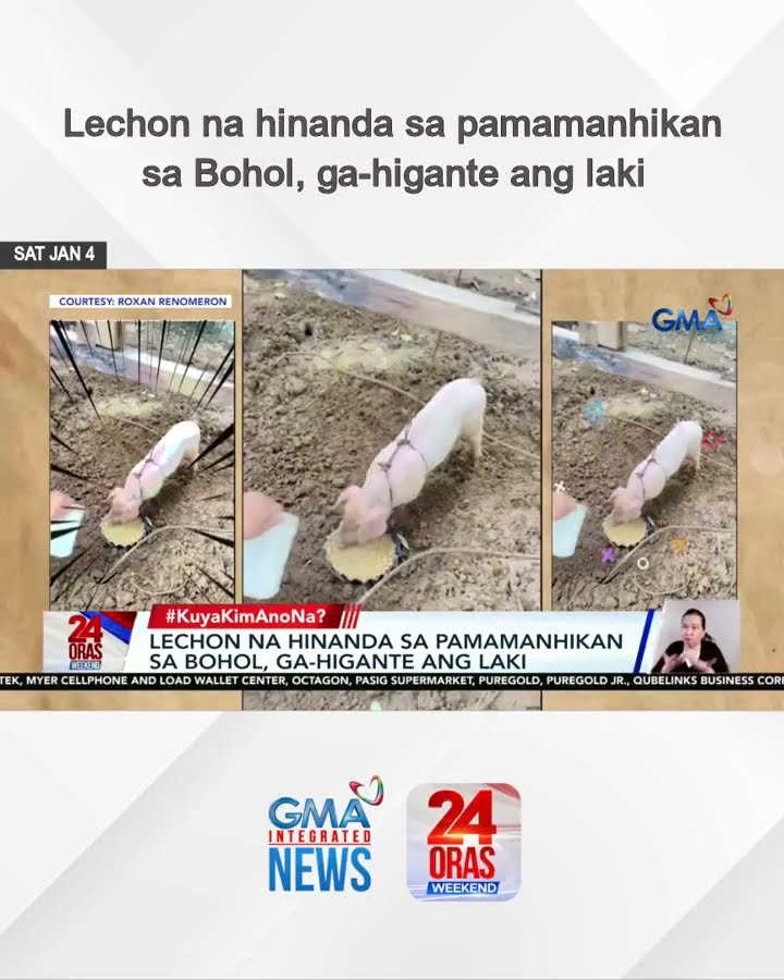 Lechon na hinanda sa pamamanhikan sa Bohol, ga-higante ang laki | 24 Oras Weekend