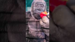 Did You Know A Female Gorilla Eats Around 15-20Kg Of Food Per Day #Gorilla #Eating #Asmr #Satisfying