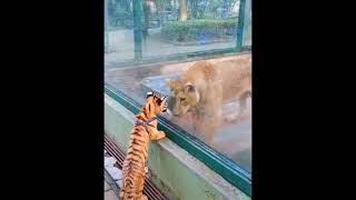 When the male lion and the lioness see the tiger cub. Their reaction