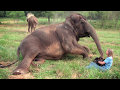 Elephant aid international