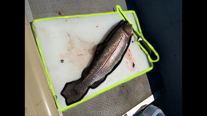 How to BLEED ANY FISH! Make your FISH TASTE 1000% Better BY DOING THIS!