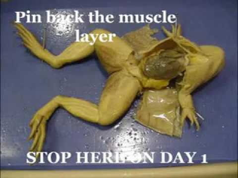 frog dissection instructions frog dissection instructions