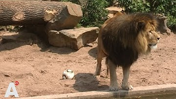 Artis treurt om dood iconische leeuw Caesar (20)