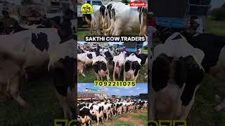 4 மாடும் கன்னு போட்ருச்சு #cow #farming #shorts