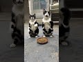 trem doido #funny #viral_video #trem #shortviral #shortvideo #shorts #shor #shirt