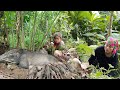 A herd of wild boars followed my mother and i back home  orphaned po