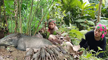 A herd of wild boars followed my mother and I back home - orphaned Po