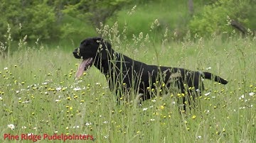 pudelpointer Jenna in the field