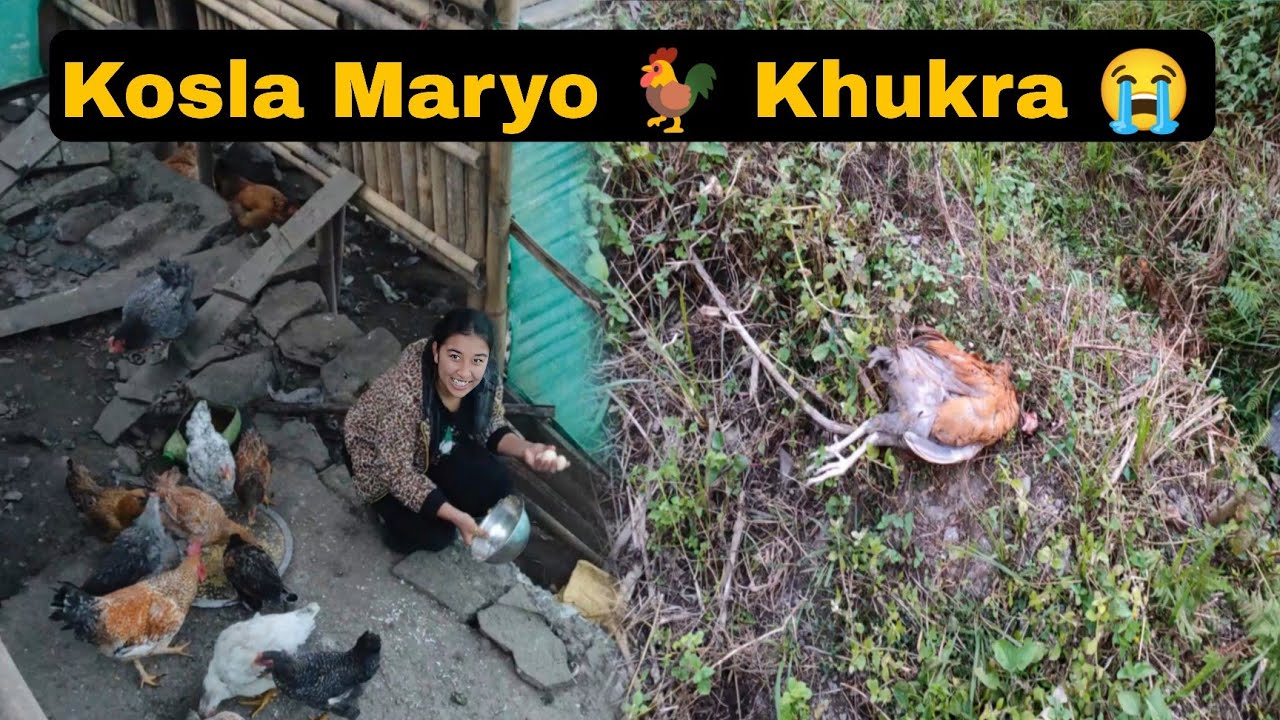 Kosla Maryo 🐓 Khukra 😱😭 who Killed it? AVlog