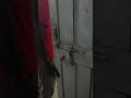 रात के अंधेरे में जिला जज के घर धामिन Rescue 🐍🔥 | Ghazipur | Fauladihausla ||