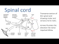 Nervous system 12, Detailed lecture on neurons and nerves