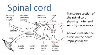 Nervous system 12, Detailed lecture on neurons and nerves