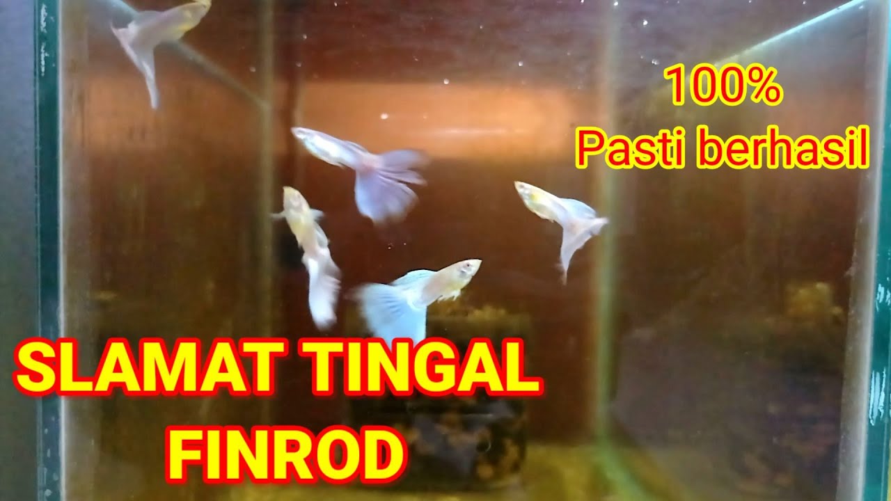 Cara mengobati jamur finrod pada ikan guppy 2021 | metode gunting ekor