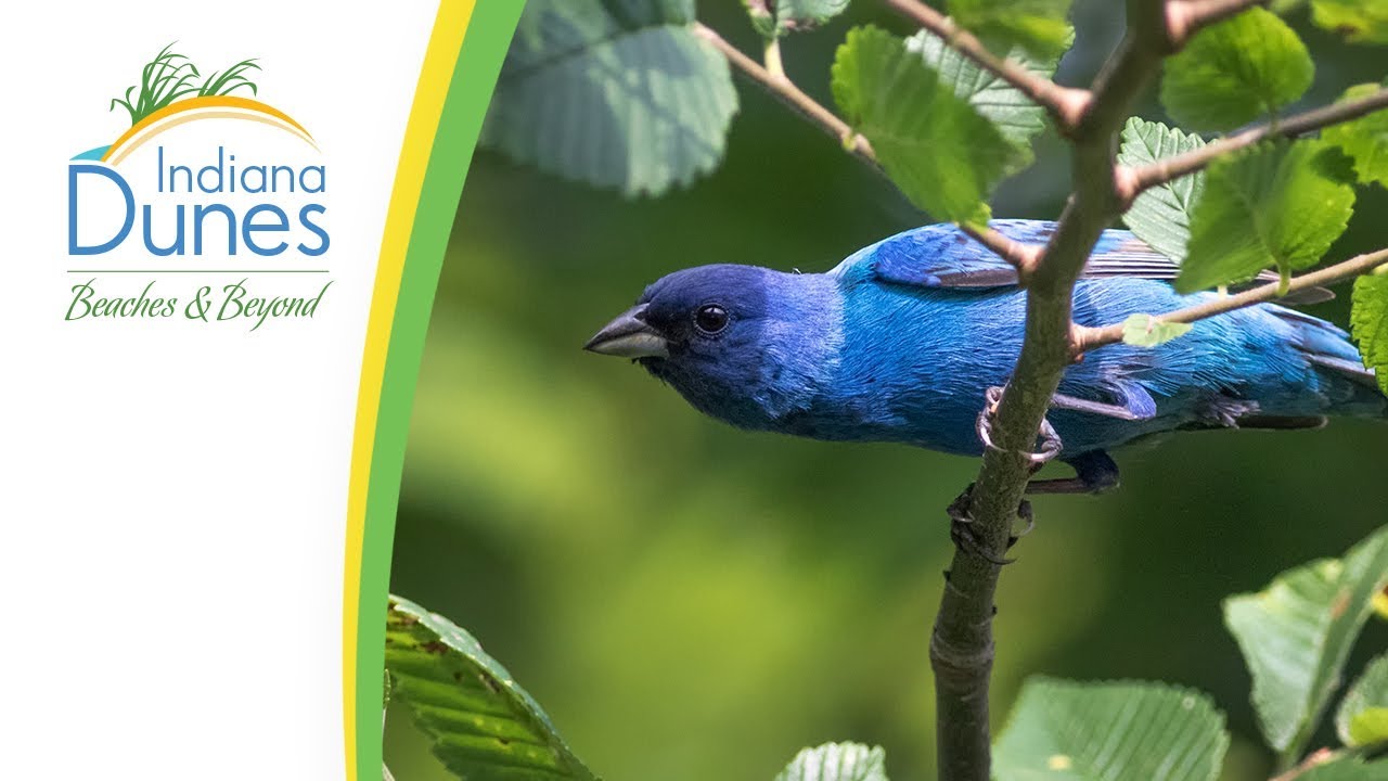 Birding (InDepth) — Outdoor Adventures Indiana Dunes YouTube