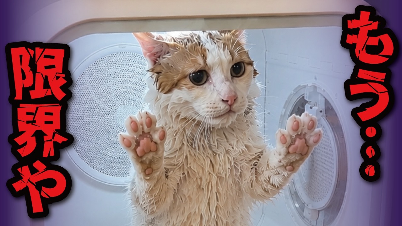 It seems like he really, really hates hair dryers - YouTube