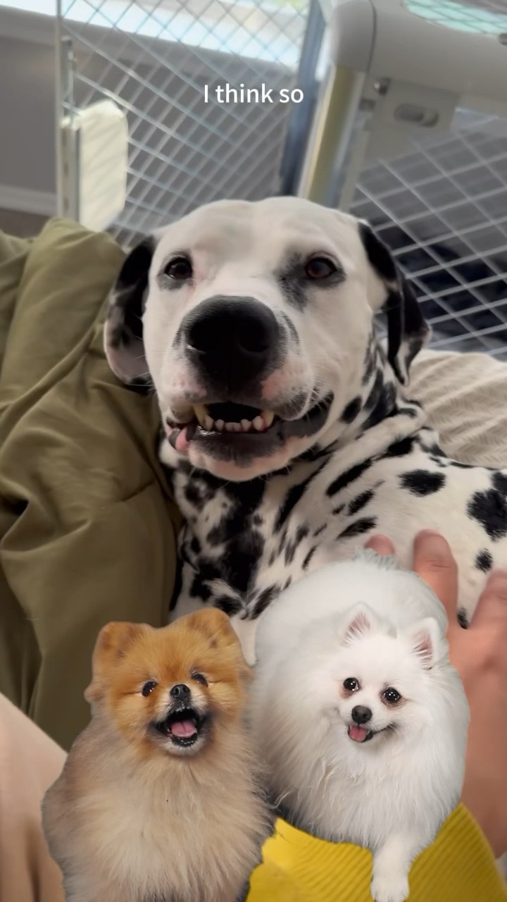 Mom,i think we need it,do u think so ~#dogmom #goodmama #pets #cutedog #dogproducts
