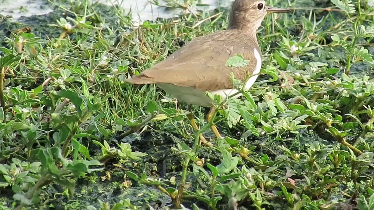 Common Sandpiper