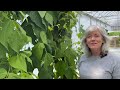 Perfect Hydroponic Bato Bucket Tomatoes!