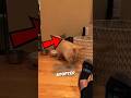This Dog And Cat Became Best FRIENDS #cat #dog #animal #usa