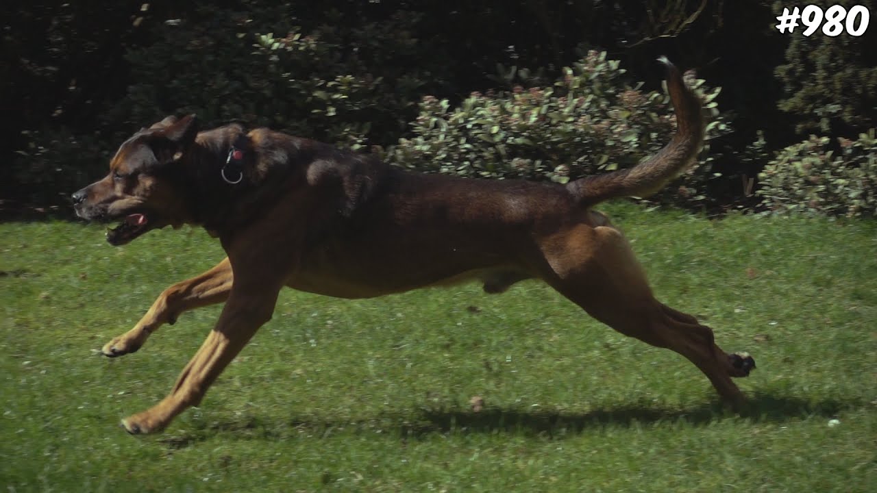 BUMPER IN ACTIE! - ENZOKNOL VLOG 