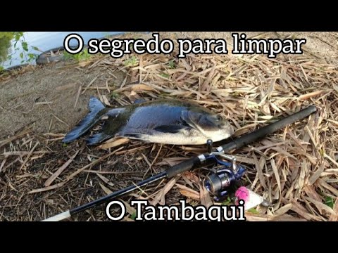O SEGREDO dos TAMBAQUI. que você não sabia.