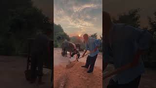 簸穀子 突然來一場陣雨，忙得我們不可開交 #三農#動物#記錄真實生活 #田園生活 #簸穀子