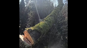 Rigging out a GIANT maple tree! #shorts #treework #arborist #stihl #chainsaw #gopro #treecutting