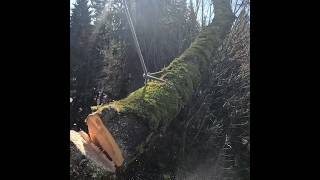 Rigging out a GIANT maple tree! #shorts #treework #arborist #stihl #chainsaw #gopro #treecutting