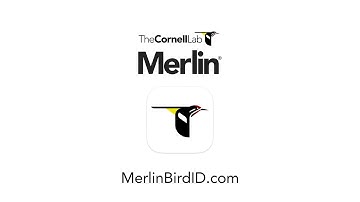Merlin Bird ID--Free app from the Cornell Lab
