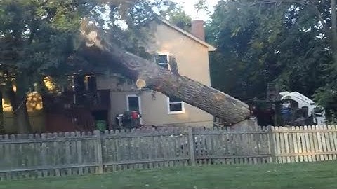 Redneck Tree Felling