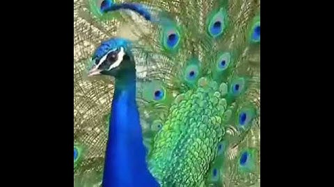 القارى حسان هارون سورة الفاتحة 💖