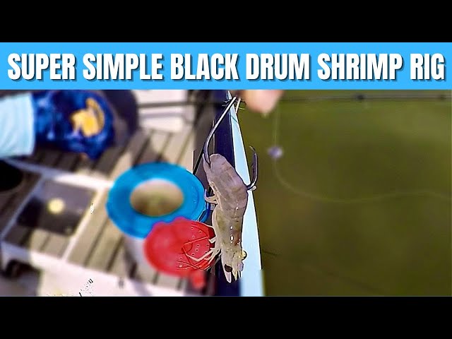 How To Catch Black Drum With THIS Simple Shrimp Rig 